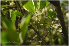 Bruguiera cylindrica